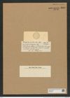 Coscinodiscus minuens Rattr. (de-Toni-Nr.: Genus 202, Species 4877) Zeichnungen Sammlung Grunow Nr. 8626 (NHMW-BOT-W0378019)